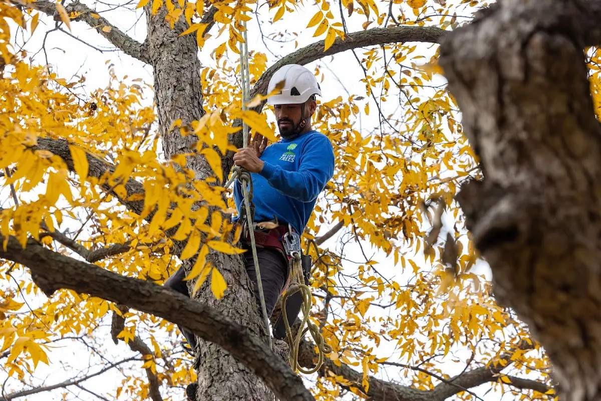 Skilled Tree Trimming crew working in Shock